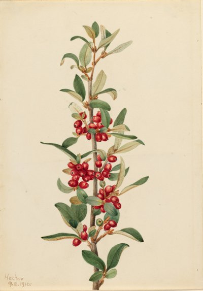 Kanadische Büffelbeere (Lepargyrea canadensis) von Mary Vaux Walcott