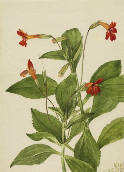 Kardinales Affenblume (Mimulus cardinalis) von Mary Vaux Walcott