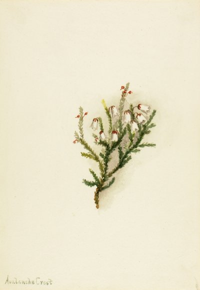 Cassiope (Cassiope mertensiana) von Mary Vaux Walcott