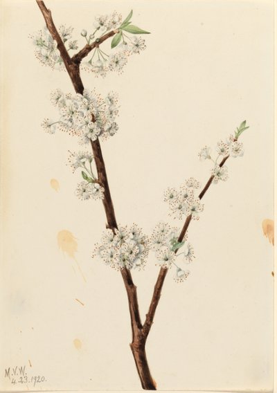 Chickasaw-Pflaume (Prunus angustifolia) von Mary Vaux Walcott