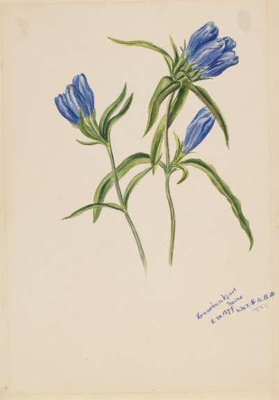 Geschlossene Enzian (Gentiana andrewskii) von Mary Vaux Walcott