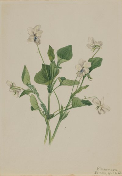 Creme-Veilchen (Viola striata) von Mary Vaux Walcott