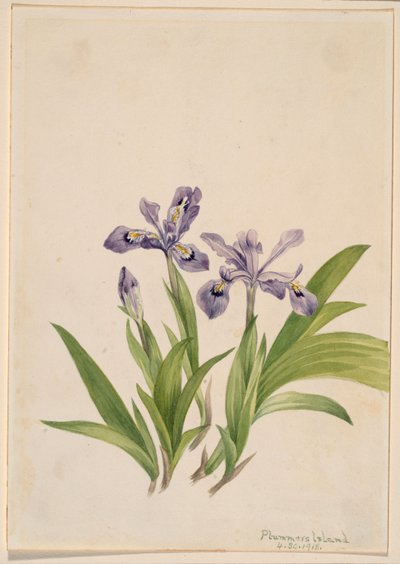 Kamm-Schwertlilie (Iris cristata) von Mary Vaux Walcott