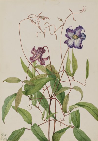 Gewundene Clematis (Clematis crispa) von Mary Vaux Walcott
