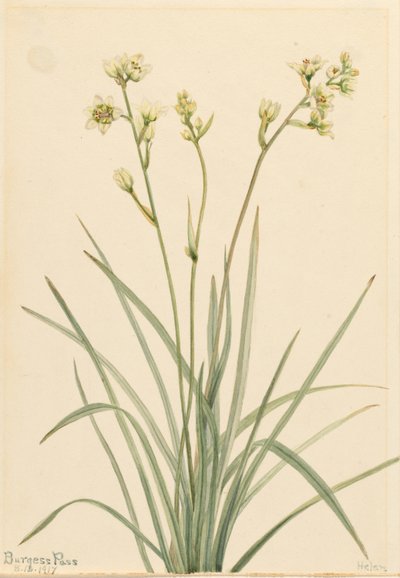 Todeskamas (Zygadenus elegans) von Mary Vaux Walcott