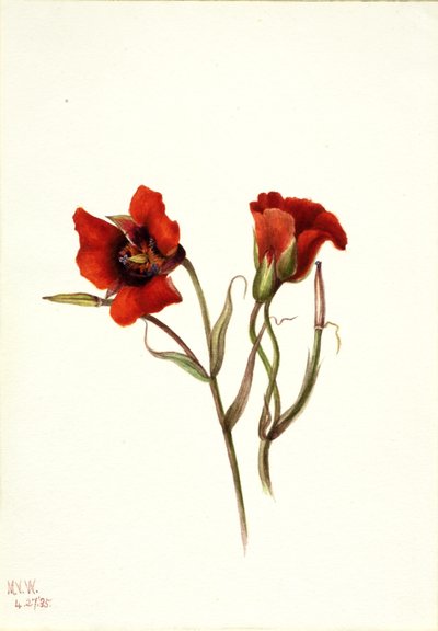 Wüsten-Mariposa (Calochortus kennedyi) von Mary Vaux Walcott