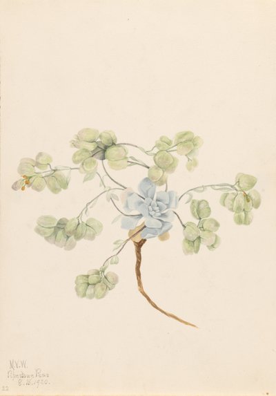 Doppel-Blasenschote (Physaria didymocarpa) von Mary Vaux Walcott