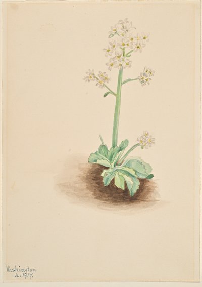Frühe Steinbrech (Saxifraga virginiensis) von Mary Vaux Walcott