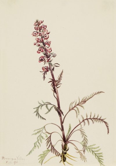Elefantenkopf (Pedicularis groenlandica) von Mary Vaux Walcott
