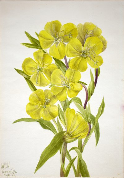 Nachtkerze (Oenothera) von Mary Vaux Walcott