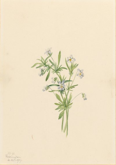 Feldveilchen (Viola rafinesquii) von Mary Vaux Walcott