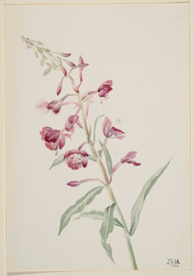 Schmalblättriges Weidenröschen (Epilobium angustifolium) von Mary Vaux Walcott