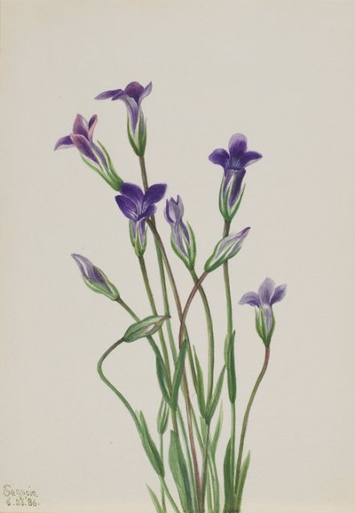 Enzian (Gentiana holopetala) von Mary Vaux Walcott