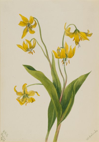 Gletscherlilie Erythronium grandiflorum von Mary Vaux Walcott