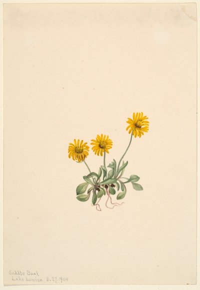 Goldenes Flohkraut (Erigeron aureus) von Mary Vaux Walcott