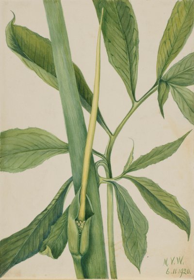 Grüner Drachenwurz (Arisaema dracontium) von Mary Vaux Walcott
