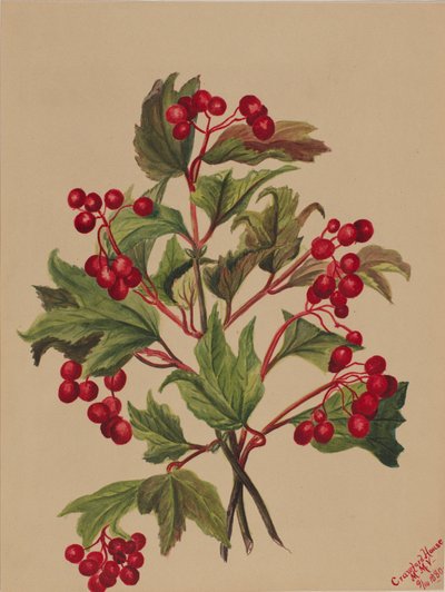 Grouseberry (Viburnum americanum) von Mary Vaux Walcott