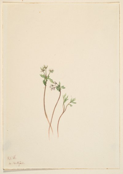 Frühlingsbote (Erigenia bulbosa) von Mary Vaux Walcott