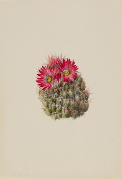 Igelkaktus Coryphantha arizonica, 1933 von Mary Vaux Walcott