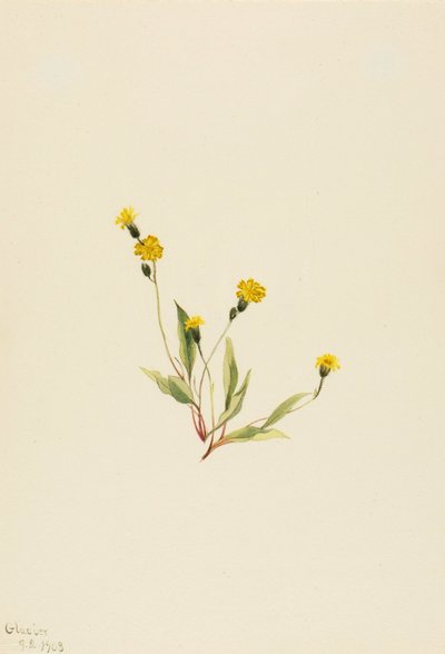 Heieracium gracile von Mary Vaux Walcott