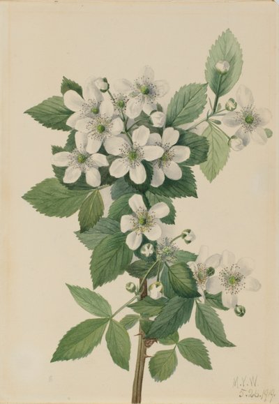 Hochbusch-Brombeere (Rubus argutus) von Mary Vaux Walcott
