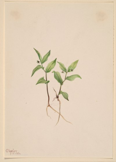 Kruhsea (Kruhsea streptopoides) von Mary Vaux Walcott