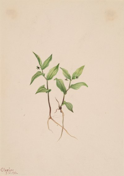 Kruhsea Kruhsea streptopoides, 1913 von Mary Vaux Walcott