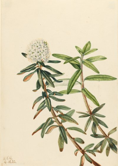 Labrador-Tee (Ledum groenlandicum) von Mary Vaux Walcott