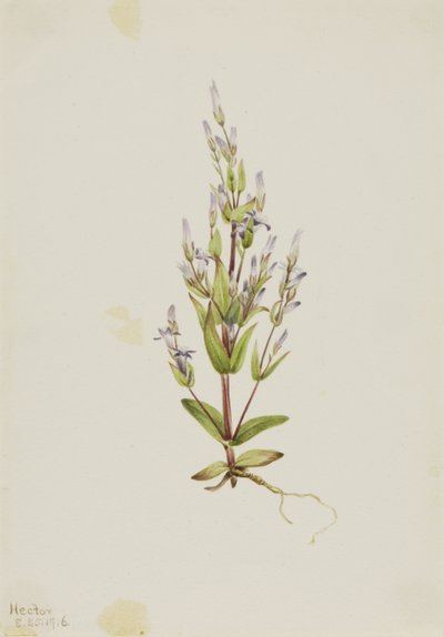 Leiter-Enzian (Gentiana acuta) von Mary Vaux Walcott