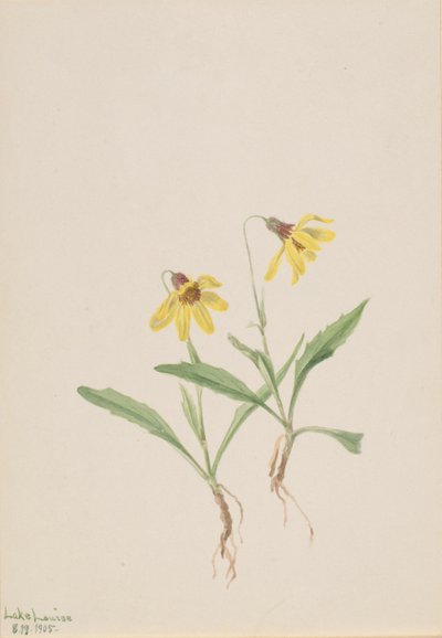 Lake Louise Arnica (Arnica louisiana) von Mary Vaux Walcott