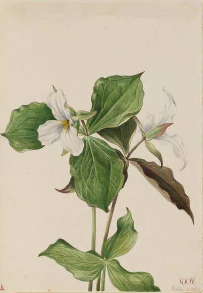 Großes Weißes Dreiblatt (Trillium grandiflorum) von Mary Vaux Walcott