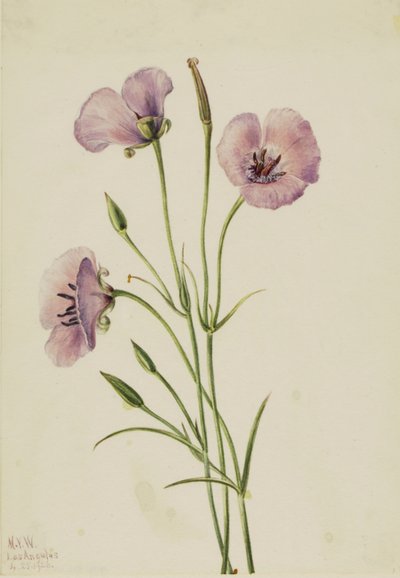 Flieder-Mariposa (Calochortus splendens) von Mary Vaux Walcott
