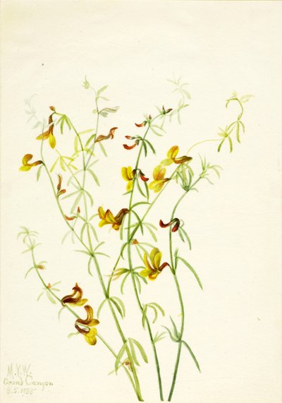 Lotus puberulus von Mary Vaux Walcott