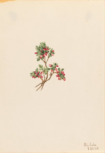 Niedrige Heidelbeere (Vaccinium caespitosum) von Mary Vaux Walcott