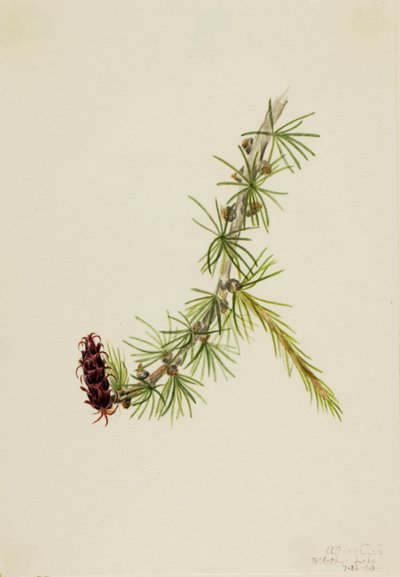 Lyall-Lärche (Larix lyallii) von Mary Vaux Walcott