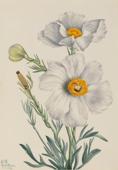 Matilija Mohn Romneya coulteri, 1931 von Mary Vaux Walcott