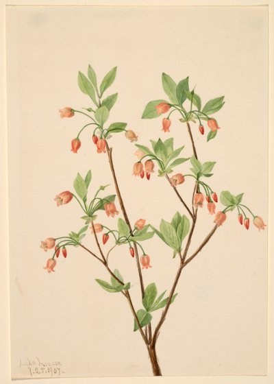 Menziesea (Menziesea glabella) von Mary Vaux Walcott