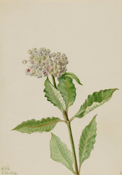 Seidenpflanze (Ascelpias) von Mary Vaux Walcott