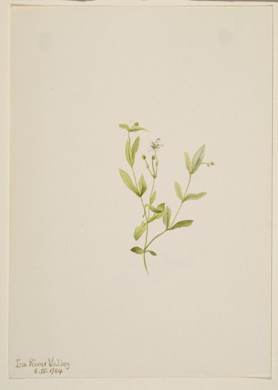 Moehringia laberiflora von Mary Vaux Walcott