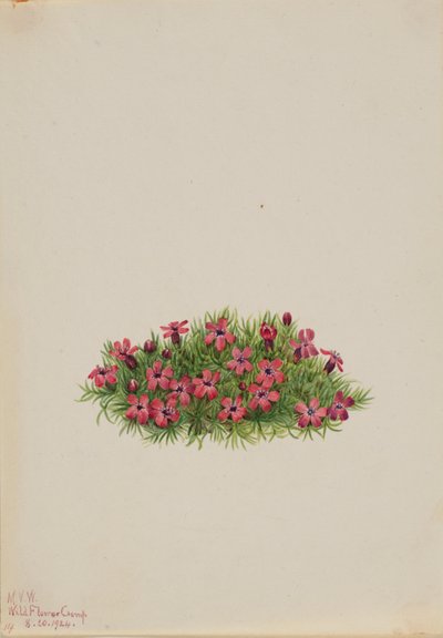 Moos-Steinbrech (Silene acaulis) von Mary Vaux Walcott