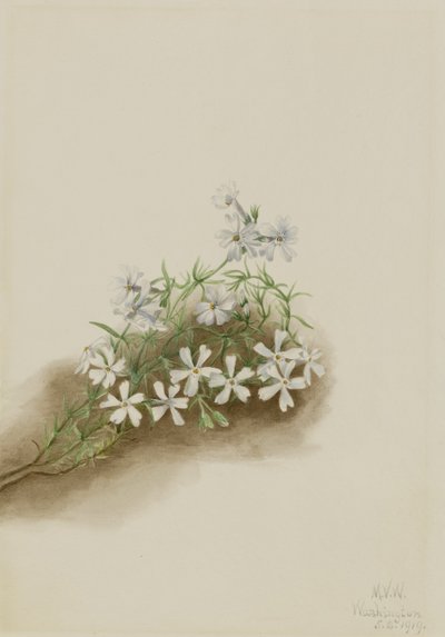 Moosrosa (Phlox subulata) von Mary Vaux Walcott