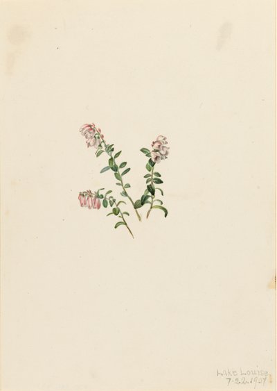 Preiselbeere Vaccinium vitisidaea minus von Mary Vaux Walcott