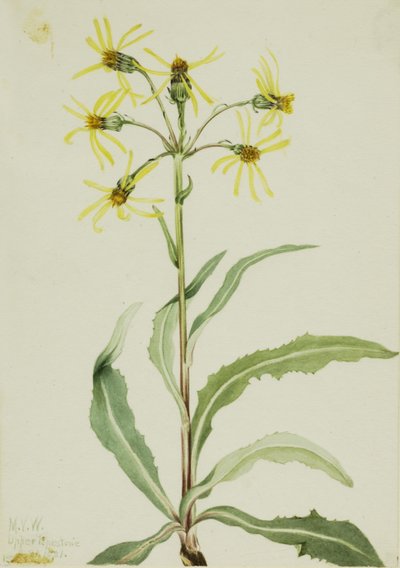 Trauer-Greiskraut (Senecio lugens) von Mary Vaux Walcott