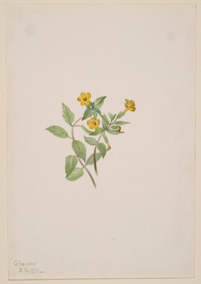 Moschusblume (Mimulus moschatus) von Mary Vaux Walcott