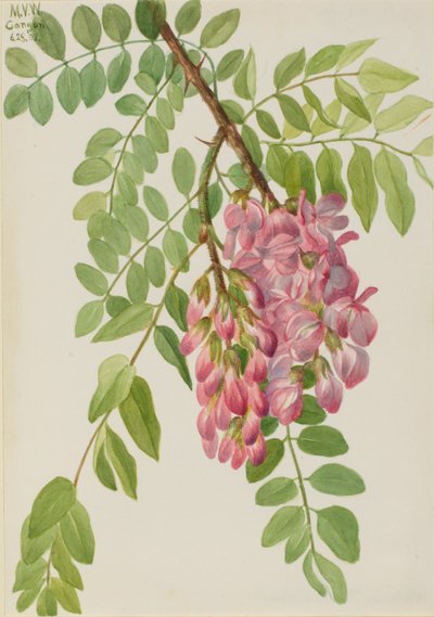 Neumexikanische Robinie (Robinia neomexicana) von Mary Vaux Walcott