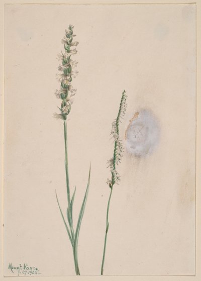 Nickende Frauenschuh-Orchidee, 1905 von Mary Vaux Walcott
