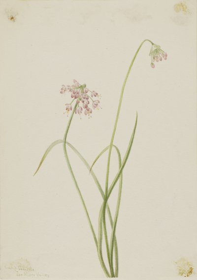 Nickende Zwiebel (Allium cernuum) von Mary Vaux Walcott