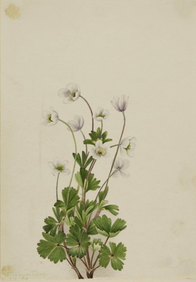 Nördliche Anemone (Anemone parviflora) von Mary Vaux Walcott