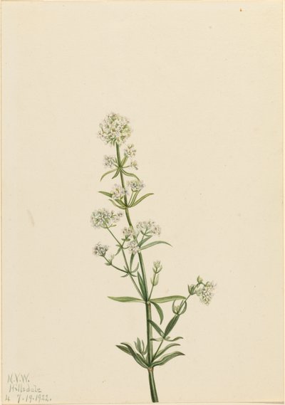 Nördliches Labkraut Galium boreale, 1922 von Mary Vaux Walcott