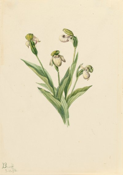 Nordamerikanischer Frauenschuh Cypripedium passerinum, 1916 von Mary Vaux Walcott
